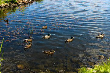 Wild gray ducks swimming in a pond among algae
