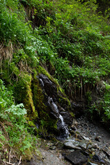 green plants near a mountain river on a summer day