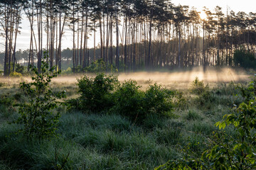 Dawn in the forest among the mists on a sunny morning, the sun's rays in the fog. Day.