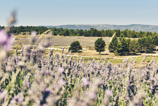 Campo de lavandas de Adem&uacute;z