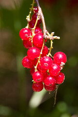 Owoce czerwonej porzeczki na gałęzi