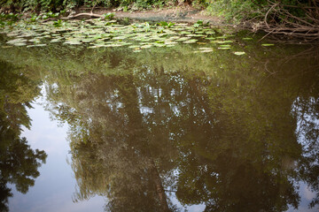 water in the park