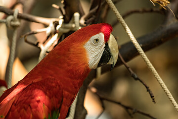 Macaw parrots in the Zoo