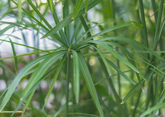 close up of a plant