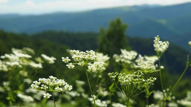The white flowers of anthriscus sylvestris ripple in the wind in the mountains. Slow motion video. Mountain peaks blurred in the background. Cow parsley, wild chervil, beaked parsley