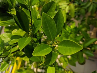 three small limes dan daun hijau