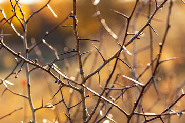 shrub branches in an autumn landscape