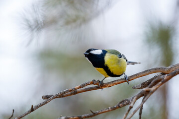 Fototapeta premium yellow bird tit sits on a branch and looks carefully. forest bird in autumn in the forest