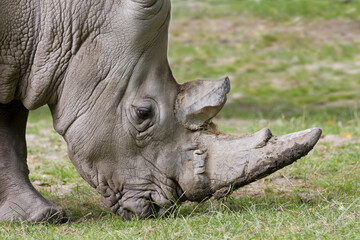 Głowa nosorożca białego