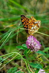 Schmetterling,butterfly