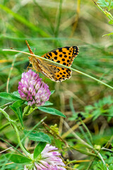 Schmetterling,butterfly