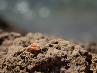 seashell on a seaside rock