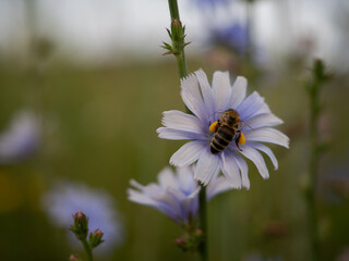 Pszczoła siedząca na kwiecie, koszyczki z pyłkiem na nogach,  Cykoria podróżnik (Cychorium...