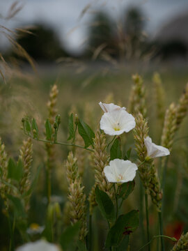 Pow&oacute;j na kłosach pszenicy, chwast, szkodnik