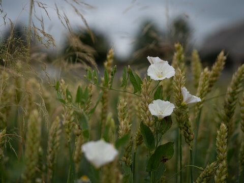 Pow&oacute;j na kłosach pszenicy, chwast, szkodnik
