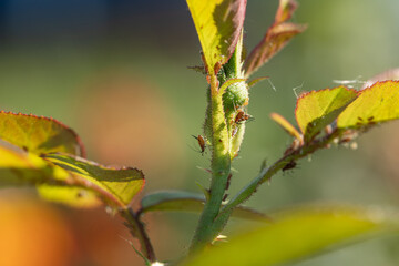 aphid on a rose, a parasite