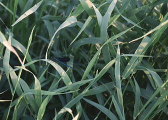 Fototapeta premium blue dragonfly sitting on a sedge