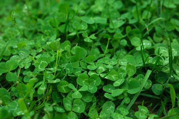 Beautiful green clover leaves and grass with water drops