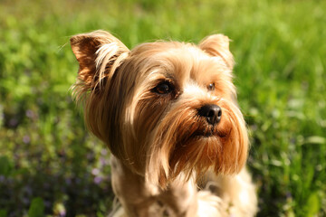 Cute Yorkshire terrier in park on sunny spring day, closeup