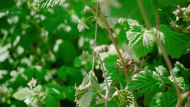 Wild bees on raspberry flowers slow motion. 250 fps