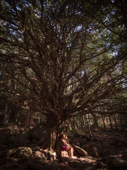 General vertical view of female trekker sitting or meditating under a several centuries old yew tree, named the "Yew of the path".