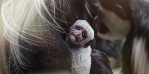 A baby Abyssinian colobus drinks its mother's breast milk in the evening sunlight. Newborn...