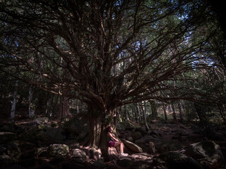 General view of female trekker sitting or meditating under a several centuries old yew tree, named...