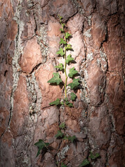 Vertical view  of wild Ivy growing towards the sky on a pine trunk. 
