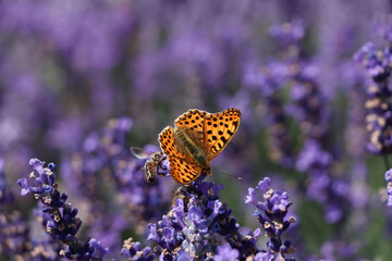 Beautiful butterfly in lavender field on summer day, closeup