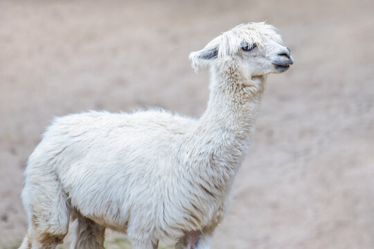 A white alpaca stands against the background of sand and looks into the distance. Alpaca closeup side view