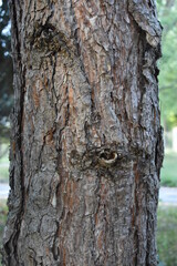 pine trunk through a macro lens
