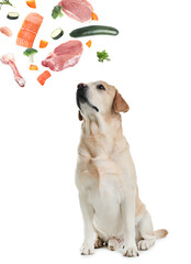 Cute dog surrounded by fresh products rich in vitamins on white background. Healthy diet for pet