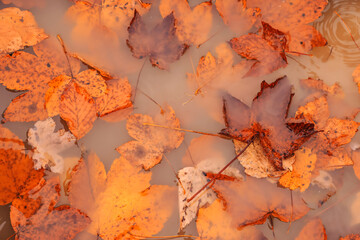 Beautiful orange autumn leaves in puddle, top view