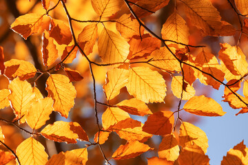 Beautiful tree with orange autumn leaves outdoors on sunny day, closeup