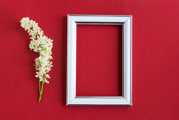 branches of blooming white bird cherry near an empty white photo frame on a plain red background