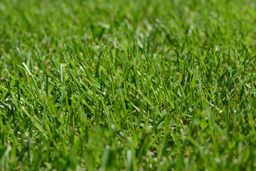 Beautiful bright green grass on sunny day, closeup