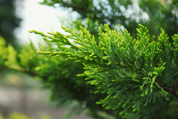 Fototapeta premium Beautiful green thuja branches outdoors, closeup. Coniferous tree