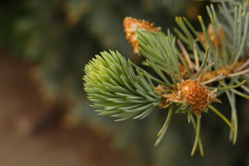 Beautiful branch of coniferous tree, closeup view