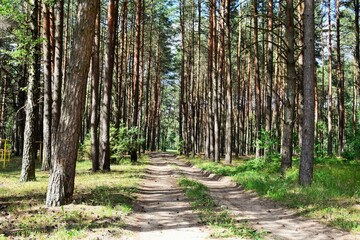 Dirt road passing through a pine forest on a hot summer day