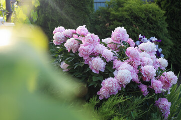 Obraz premium Blooming peony plant with beautiful pink flowers outdoors