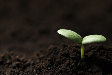 Young seedling growing in soil, closeup. Space for text