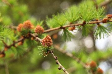Fototapeta premium Pine tree branch with small cones against blurred background, closeup. Spring season