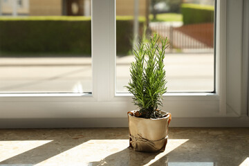 Potted rosemary on windowsill indoors, space for text. Aromatic herb