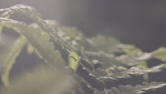 Green Fern Leaves In Sunlight In Forest