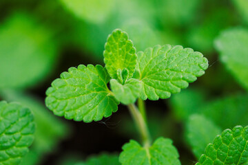 Nicht blühende, sattgrüne Katzenminze