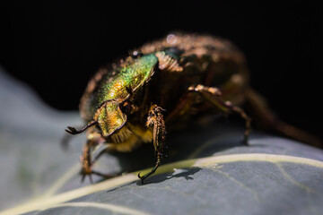 Rosenkäfer auf Blatt in Nahaufnahme
