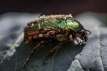 Rosenkäfer auf Blatt in Nahaufnahme