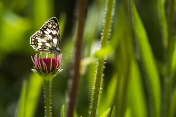 Schachbrettfalter auf Sonnenhut mit nur noch kleinen Blütenblättern