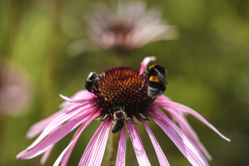 Sonnenhut mit verschiedenen Insekten