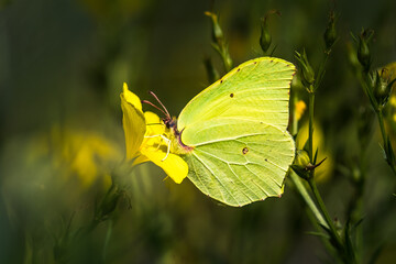 Zitronenfalter auf gelber Blume